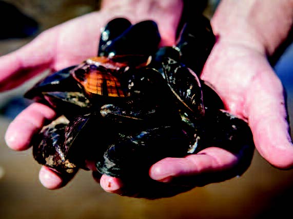 Country Escape : Conwy’s Mussel Men